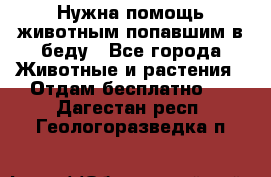 Нужна помощь животным попавшим в беду - Все города Животные и растения » Отдам бесплатно   . Дагестан респ.,Геологоразведка п.